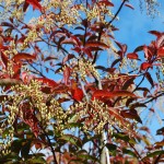 Oxydendron arboreum (Sourwood) fall color